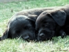 k-pups-sleeping